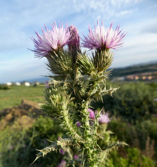 Carduus tenuiflorus