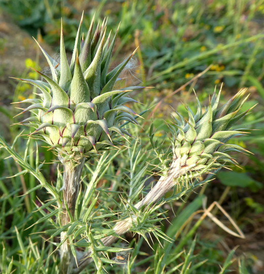 Cynara humilis