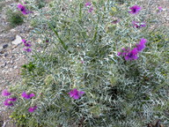 Galactites tomentosa