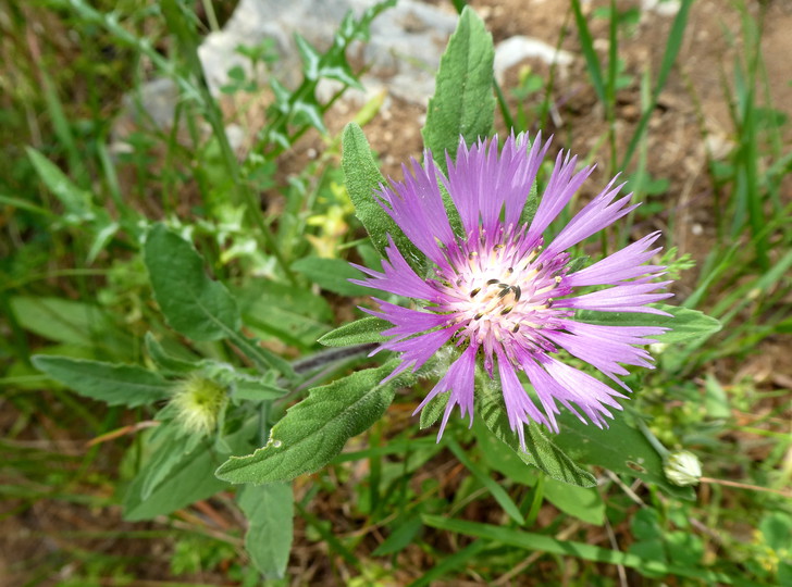 Centaurea pullata