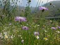 Centaurea sp.