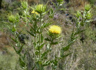 Carthamus arborescens