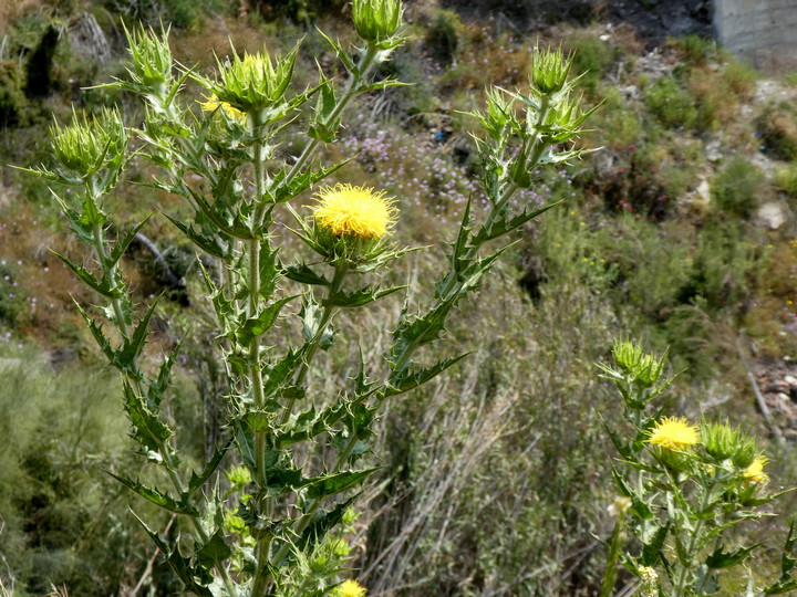 Carthamus arborescens