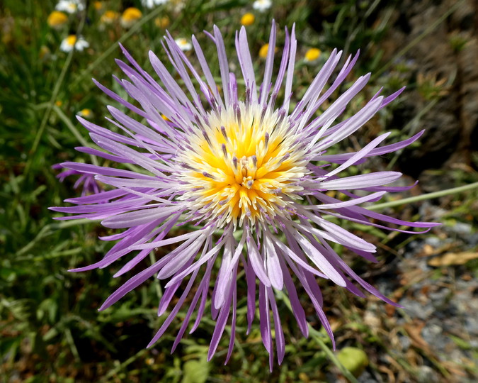 Centaurea sp.