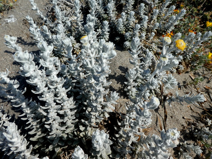 Otanthus maritimus