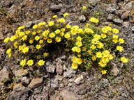 Asteriscus maritimus