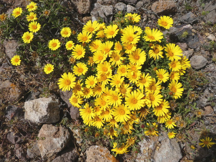 Asteriscus maritimus