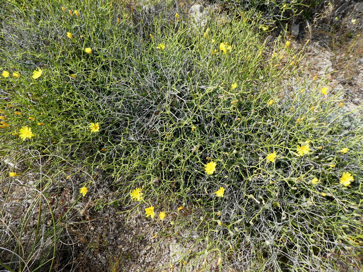 Launaea spinosa