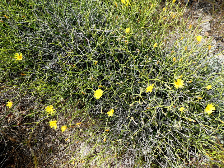 Launaea spinosa