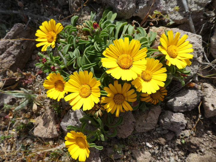 Asteriscus maritimus