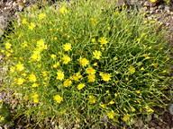 Launaea spinosa