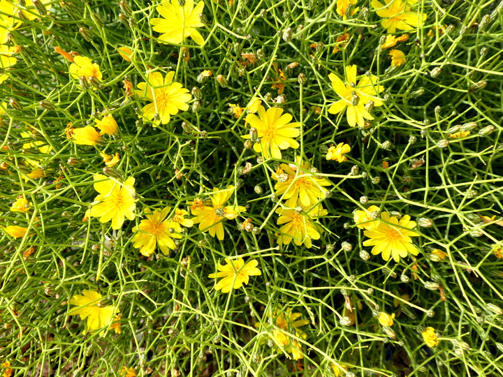 Launaea spinosa