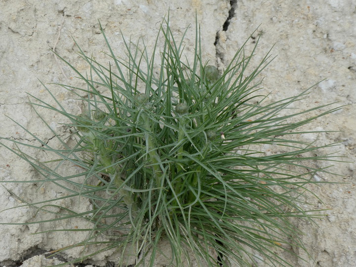 Scorzonera angustifolia