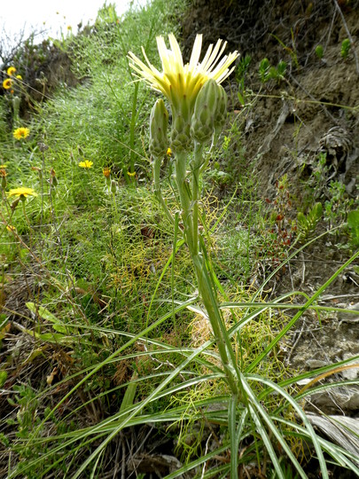 Scorzonera angustifolia