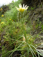 Scorzonera angustifolia