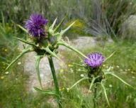 Silybum marianum