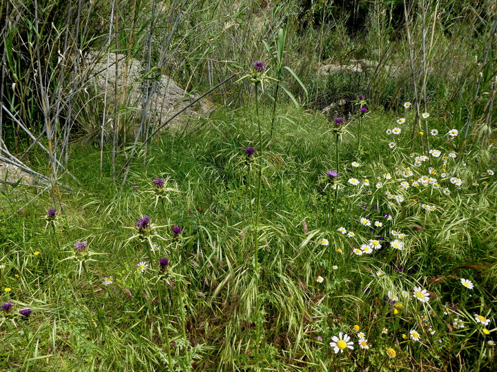 Silybum marianum