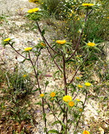 Pallenis spinosa