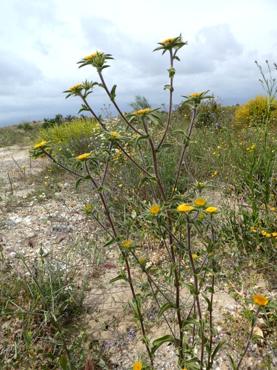 Pallenis spinosa