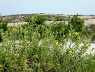 Carthamus arborescens