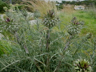 Cynara humilis