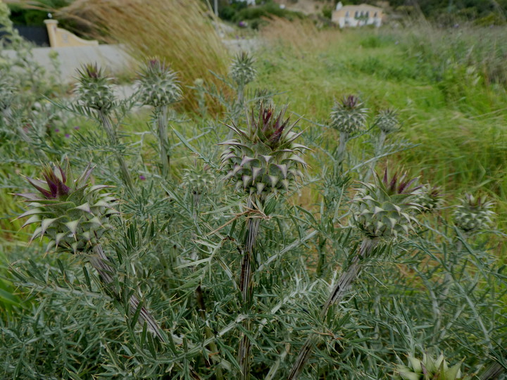 Cynara humilis