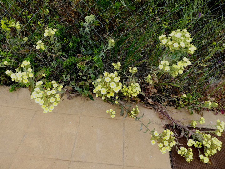 Andryala integrifolia