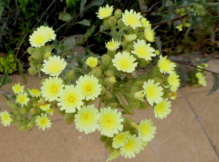 Andryala integrifolia