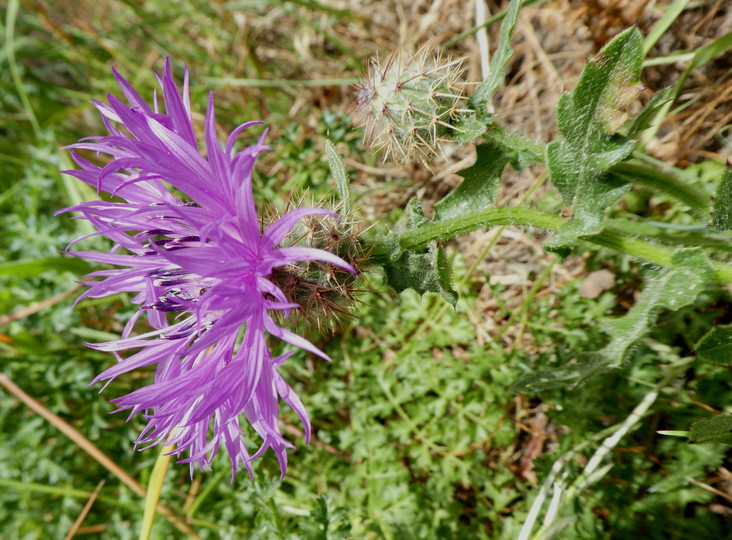 Centaurea aspera