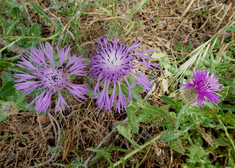 Centaurea aspera