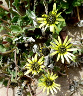 Arctotheca calendula