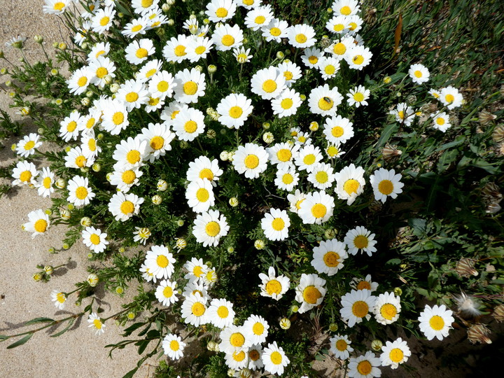 Anthemis maritima