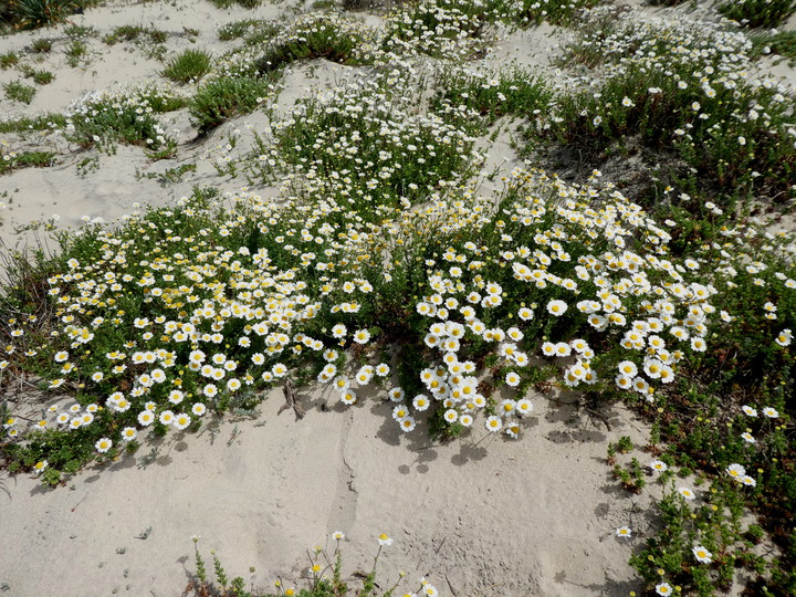 Anthemis maritima