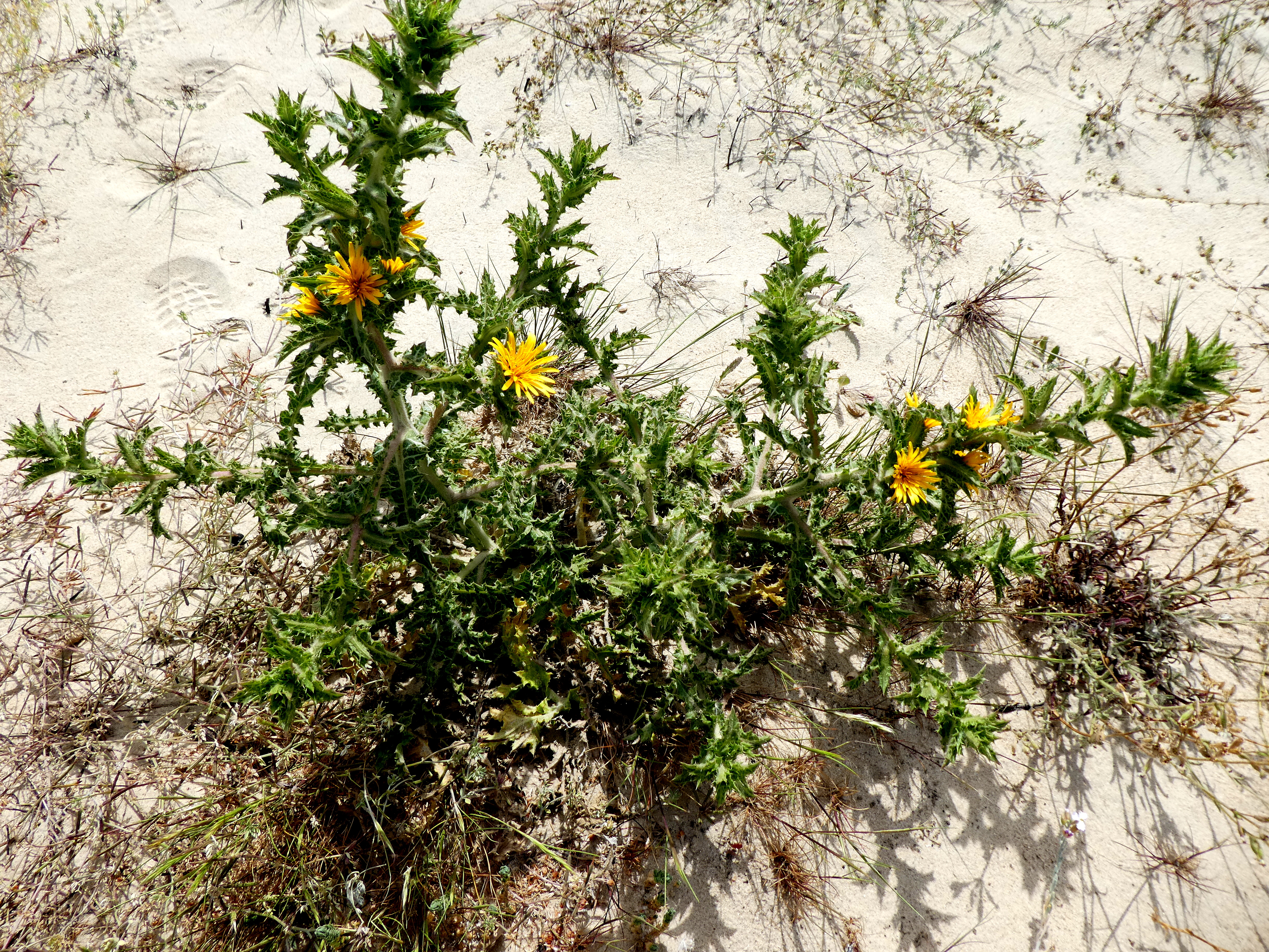 Scolymus hispanicus