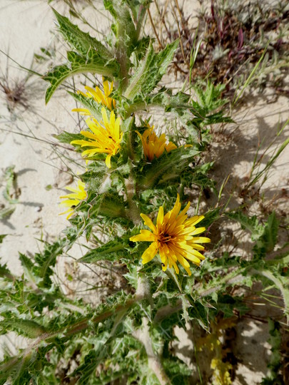 Scolymus hispanicus