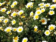 Chrysanthemum coronarium var. discolor