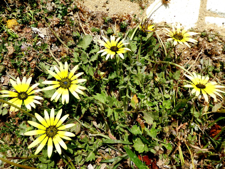 Arctotheca calendula