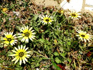 Arctotheca calendula