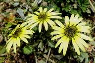 Arctotheca calendula