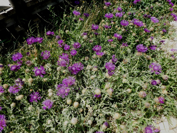 Centaurea polyacantha