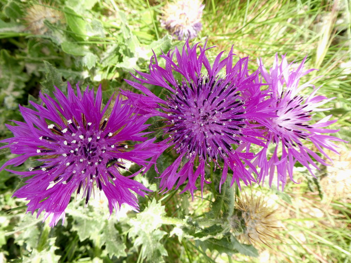 Centaurea polyacantha