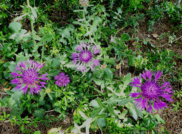 Centaurea polyacantha