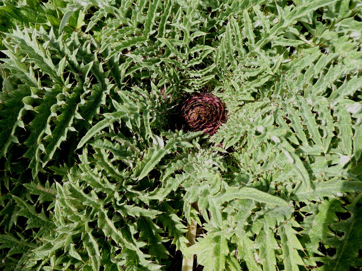 Cynara tournefortii