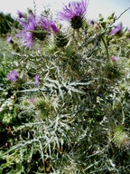 Cynara humilis