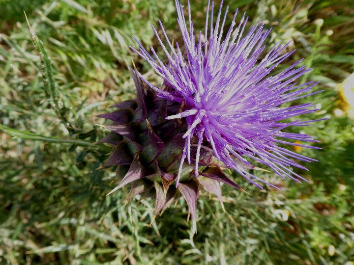 Cynara humilis