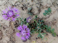 Centaurea polyacantha