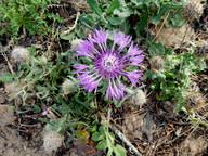 Centaurea polyacantha