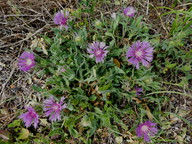 Centaurea sp.