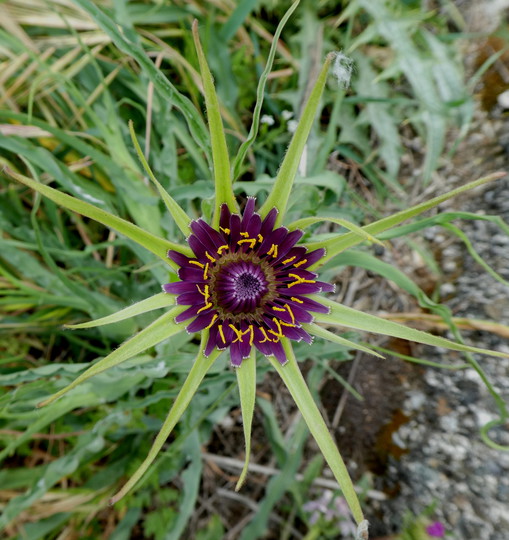 Tragopogon porrifolius