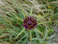 Tragopogon porrifolius